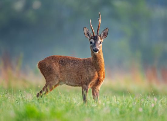 Arme de Dfense Audomarois